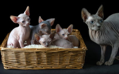 How to Care for your Sphynx Cat