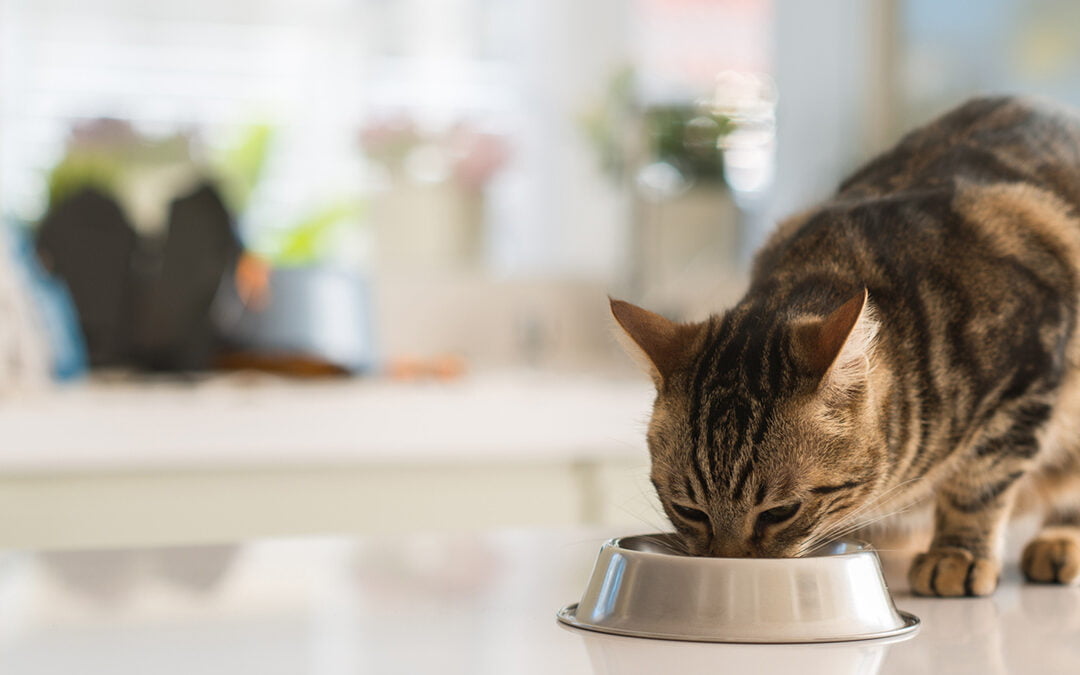 Beautiful feline cat eating on a metal bowl. Cute domestic animal.