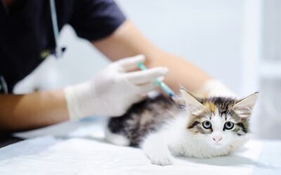 Vaccination Schedule for your Cat & Kitten