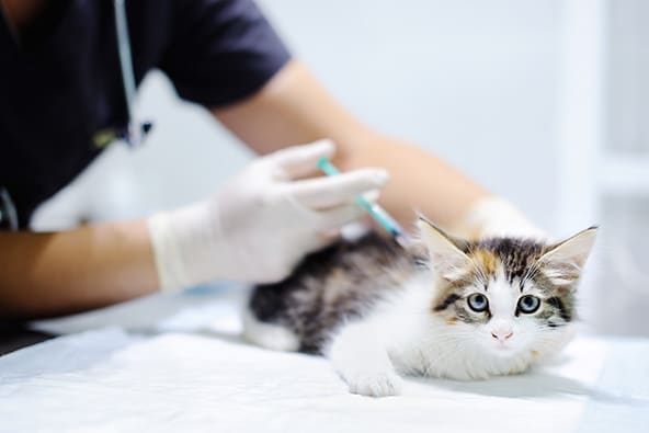 Vaccination Schedule for your Cat & Kitten