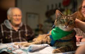 Alzheimers In Cats