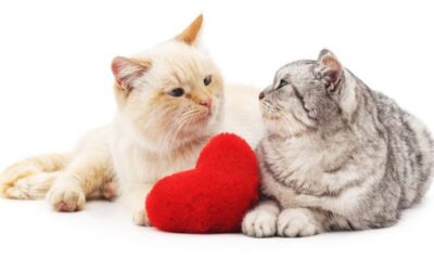 What is feline heart disease? – causes, symptoms and treatment