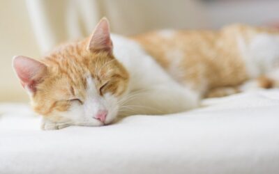 How much do Cats Sleep?  Learn all about Cat’s Sleeping Habits