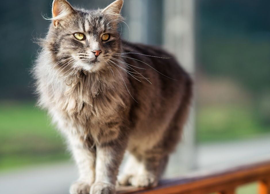 Feline Hyperesthesia Syndrome in cats