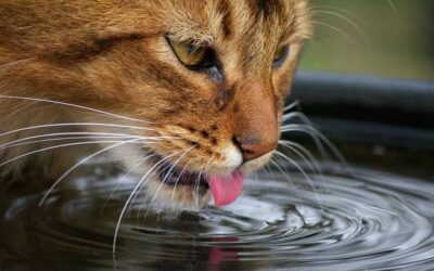 The 5 Best Cat Fountains in 2021